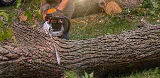 Professional Tree Removal Services in New Market, AL