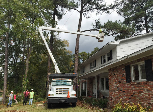 Best Residential Tree Removal  in New Market, AL